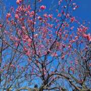 ヒメ日記 2026/02/24 21:08 投稿 える 熟女の風俗最終章 高崎店