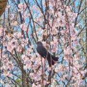 ヒメ日記 2026/03/24 19:19 投稿 える 熟女の風俗最終章 高崎店