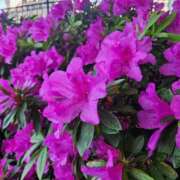 ヒメ日記 2026/04/22 12:28 投稿 える 熟女の風俗最終章 高崎店