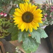 ヒメ日記 2025/06/09 15:32 投稿 御堂 みゆ プルプルハウス