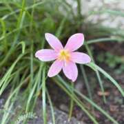 ヒメ日記 2025/10/23 13:10 投稿 御堂 みゆ プルプルハウス