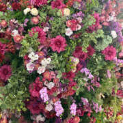 ヒメ日記 2025/08/30 18:20 投稿 すみれ 奥鉄オクテツ大阪