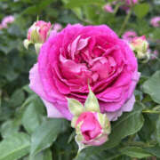 ヒメ日記 2025/08/31 16:45 投稿 すみれ 奥鉄オクテツ大阪