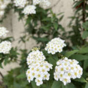 ヒメ日記 2025/08/31 20:50 投稿 すみれ 奥鉄オクテツ大阪
