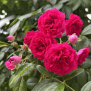 ヒメ日記 2025/09/13 10:10 投稿 すみれ 奥鉄オクテツ大阪