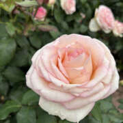 ヒメ日記 2025/10/08 14:05 投稿 すみれ 奥鉄オクテツ大阪