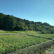 ヒメ日記 2025/10/18 11:50 投稿 すみれ 奥鉄オクテツ大阪