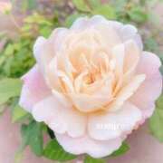 ヒメ日記 2026/01/22 13:25 投稿 すみれ 奥鉄オクテツ大阪