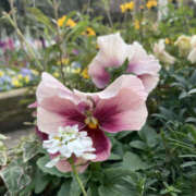 ヒメ日記 2026/01/24 10:40 投稿 すみれ 奥鉄オクテツ大阪