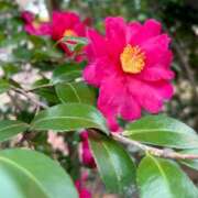 ヒメ日記 2026/01/24 13:10 投稿 すみれ 奥鉄オクテツ大阪