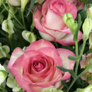 ヒメ日記 2026/02/14 13:05 投稿 すみれ 奥鉄オクテツ大阪