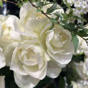 ヒメ日記 2026/02/22 23:15 投稿 すみれ 奥鉄オクテツ大阪