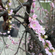 ヒメ日記 2026/02/23 18:35 投稿 すみれ 奥鉄オクテツ大阪