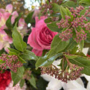 すみれ おはようございます 奥鉄オクテツ大阪