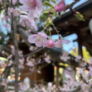 すみれ ありがとうございました 奥鉄オクテツ大阪