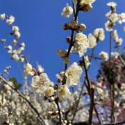 ヒメ日記 2025/03/13 07:15 投稿 じゅん 人妻日記