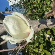 ヒメ日記 2025/03/23 09:30 投稿 じゅん 人妻日記