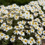 ヒメ日記 2025/05/09 14:46 投稿 愛（アイ） アバンチュール(五反田)