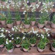 ヒメ日記 2025/07/20 17:31 投稿 愛（アイ） アバンチュール(五反田)