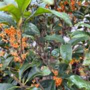 ヒメ日記 2025/10/26 21:46 投稿 愛（アイ） アバンチュール(五反田)