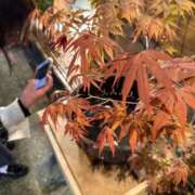 ヒメ日記 2025/11/10 23:46 投稿 愛（アイ） アバンチュール(五反田)