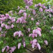 ヒメ日記 2026/03/12 22:31 投稿 愛（アイ） アバンチュール(五反田)