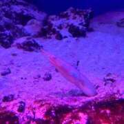 ヒメ日記 2025/02/24 00:01 投稿 矢口 BBW横浜店