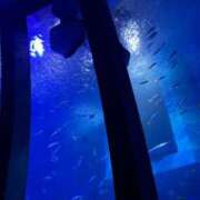 ヒメ日記 2025/03/03 00:14 投稿 矢口 BBW横浜店