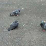 ヒメ日記 2025/04/11 18:37 投稿 矢口 BBW横浜店