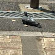 ヒメ日記 2025/04/17 18:10 投稿 矢口 BBW横浜店