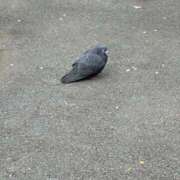 ヒメ日記 2025/04/24 15:12 投稿 矢口 BBW横浜店