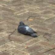 ヒメ日記 2025/05/09 19:52 投稿 矢口 BBW横浜店