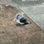 ヒメ日記 2025/05/26 09:49 投稿 矢口 BBW横浜店