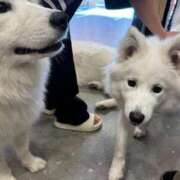 ヒメ日記 2025/06/18 11:46 投稿 矢口 BBW横浜店