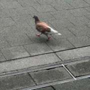 ヒメ日記 2025/08/12 15:01 投稿 矢口 BBW横浜店