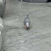 ヒメ日記 2025/08/18 15:24 投稿 矢口 BBW横浜店