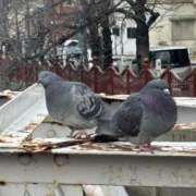 ヒメ日記 2026/02/21 09:04 投稿 矢口 BBW横浜店