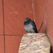 ヒメ日記 2026/02/26 11:50 投稿 矢口 BBW横浜店