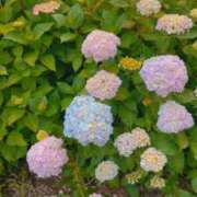 ヒメ日記 2025/06/18 10:10 投稿 まり 性腺熟女100％鶯谷（デリヘル市場）