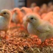 ヒメ日記 2025/04/10 11:35 投稿 すずか ナイスレディ