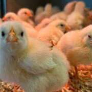 ヒメ日記 2025/04/22 08:13 投稿 すずか ナイスレディ