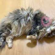 ヒメ日記 2025/07/02 07:44 投稿 すずか ナイスレディ