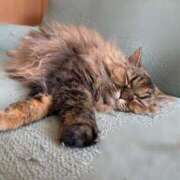 すずか 🙇🏻‍♀️ ナイスレディ