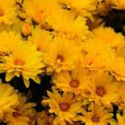 ヒメ日記 2026/02/17 11:25 投稿 すずか ナイスレディ