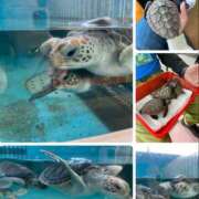 ヒメ日記 2025/01/23 10:45 投稿 たまき 奥鉄オクテツ大阪