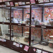 ヒメ日記 2025/01/28 11:15 投稿 たまき 奥鉄オクテツ大阪