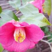 ヒメ日記 2025/02/06 23:44 投稿 岩佐ここな 松戸人妻花壇