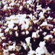 ヒメ日記 2025/03/05 22:50 投稿 岩佐ここな 松戸人妻花壇