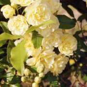 ヒメ日記 2025/04/13 21:34 投稿 岩佐ここな 松戸人妻花壇