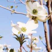 ヒメ日記 2025/04/16 22:59 投稿 岩佐ここな 松戸人妻花壇